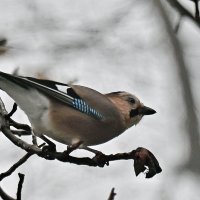 Сойка в поисках... :: Николай Саржанов