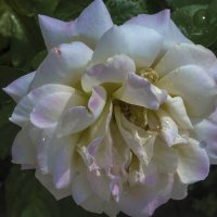 Нежность :: Валентин Семчишин Нежность :: Валентин Семчишин