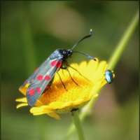 *** :: Александр. AVG100 ---