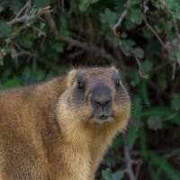 Портрет сурка :: Наталья Димова