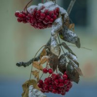 РЯБИНА - первый снег :: Владимир Максимов