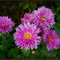 Хризантемы :: Валентина Надсон