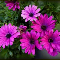 Цветы :: Валентина Надсон