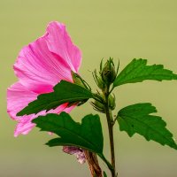 Гибискус :: Игорь Сикорский