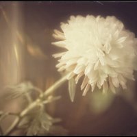 Отцветает уже красота... :: Руслан 