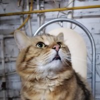 *** :: Зоя Мишина