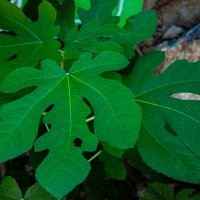 Листья инжира :: Светлана SvetNika17