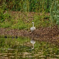 Пруд ... :: Jakob Dick