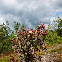 Роза сизая :: Laryan1 Роза сизая :: Laryan1