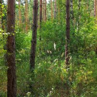 Травы зелёные, кусты и деревья :: Hope 