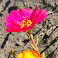 Цветочный танец. :: оля san-alondra