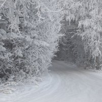Добро пожаловать в сказку зимнего леса! :: Сергей Герасимов