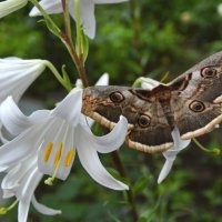 Павлиноглазка грушевая :: Надежда Куркина 