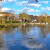 Уточка луговая... :: Сергей Порфирьев