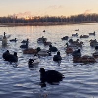 Утки и лысухи :: Сапсан 