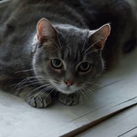 – Ну, привет, прохожий!.. :: Михаил Андреев