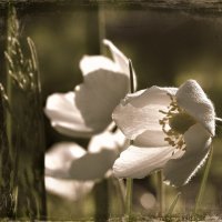 Ветреница :: Olenka 