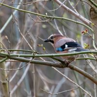 Сойка :: Владимир Лазарев