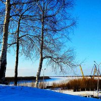 Январь...Березы и Юганская Обь! :: Владимир 