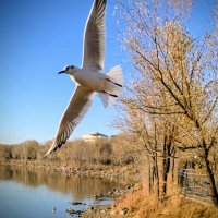 Кружила чайка... :: Георгиевич 
