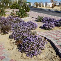 Осенние :: Анатолий Чикчирный