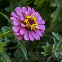 Циния  розовая :: Валентин Семчишин