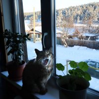 Там холоднооо... :: Галина Ильясова