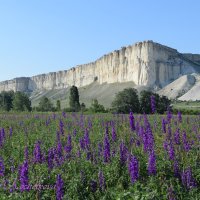 Природа Крыма :: Amazing Cosmea