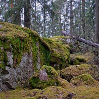 В шведских лесах :: Alexandеr P