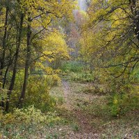 Ашманн парк, Калининград :: Рита Симонова