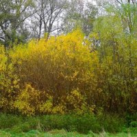 Ашманн парк, Калининград :: Рита Симонова