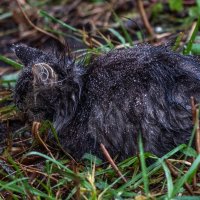 Если у Вас нету дома. :: Анатолий. Chesnavik.