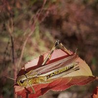 *** :: Зоя Мишина