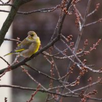 Зеленушка... на дубе. :: Юрий Куликов