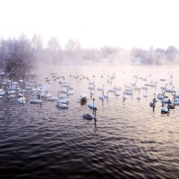 Гуси-лебеди :: Вячеслав Алтай