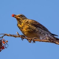 Дрозд рябинник. :: Nik Lovec