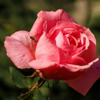 А у нас в декабре :: Светлана Тихонина