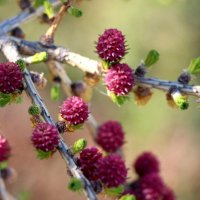 Весна 2025. Май :: Наталья Герасимова