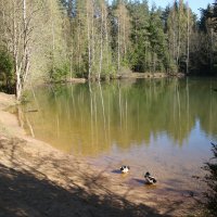 Весна 2025. Май :: Наталья Герасимова