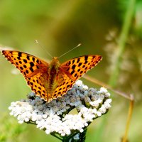 опять про бабочек...219 :: Александр Прокудин