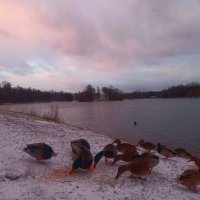 Утки :: Сапсан 