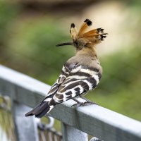 Удод. :: Alexander Amromin