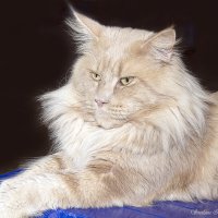 Мейн - кун кремовый :: Светлана Ищенко