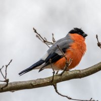 Снегирь :: Владимир Лазарев
