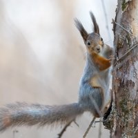 Белочка :: Владимир Лазарев