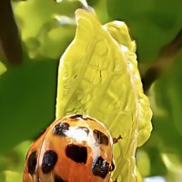 Божья коповка :: Марина 