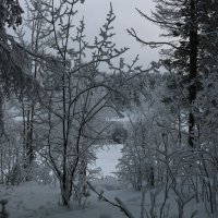 Дни без солнца :: Ольга 