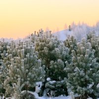 Иней. :: Владимир Мигонькин