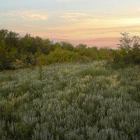 Поляна. :: Александр. AVG100 ---