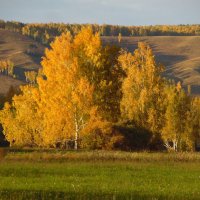 Золотится лес осенний. :: nadyasilyuk Вознюк